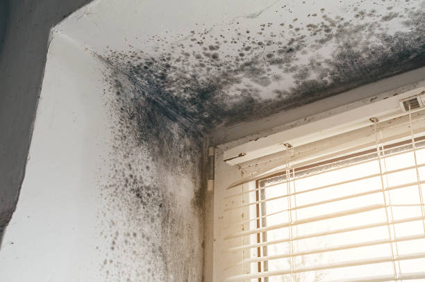 Affordable Mold Removal solutions in New Oxford, PA
